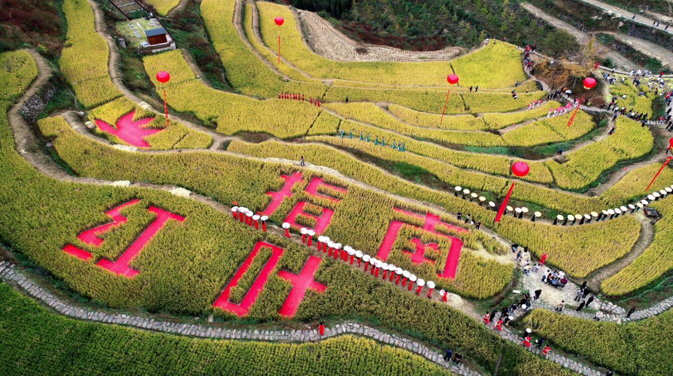 11月1日空中俯瞰指南村的金色稻田（無人機照片）。（新華社）