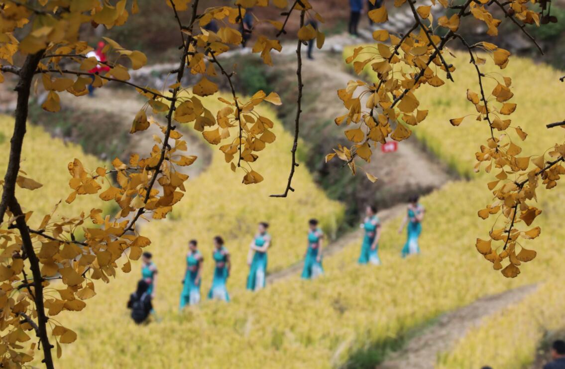 11月1日拍攝的指南村的金黃稻田和銀杏樹。（新華社）