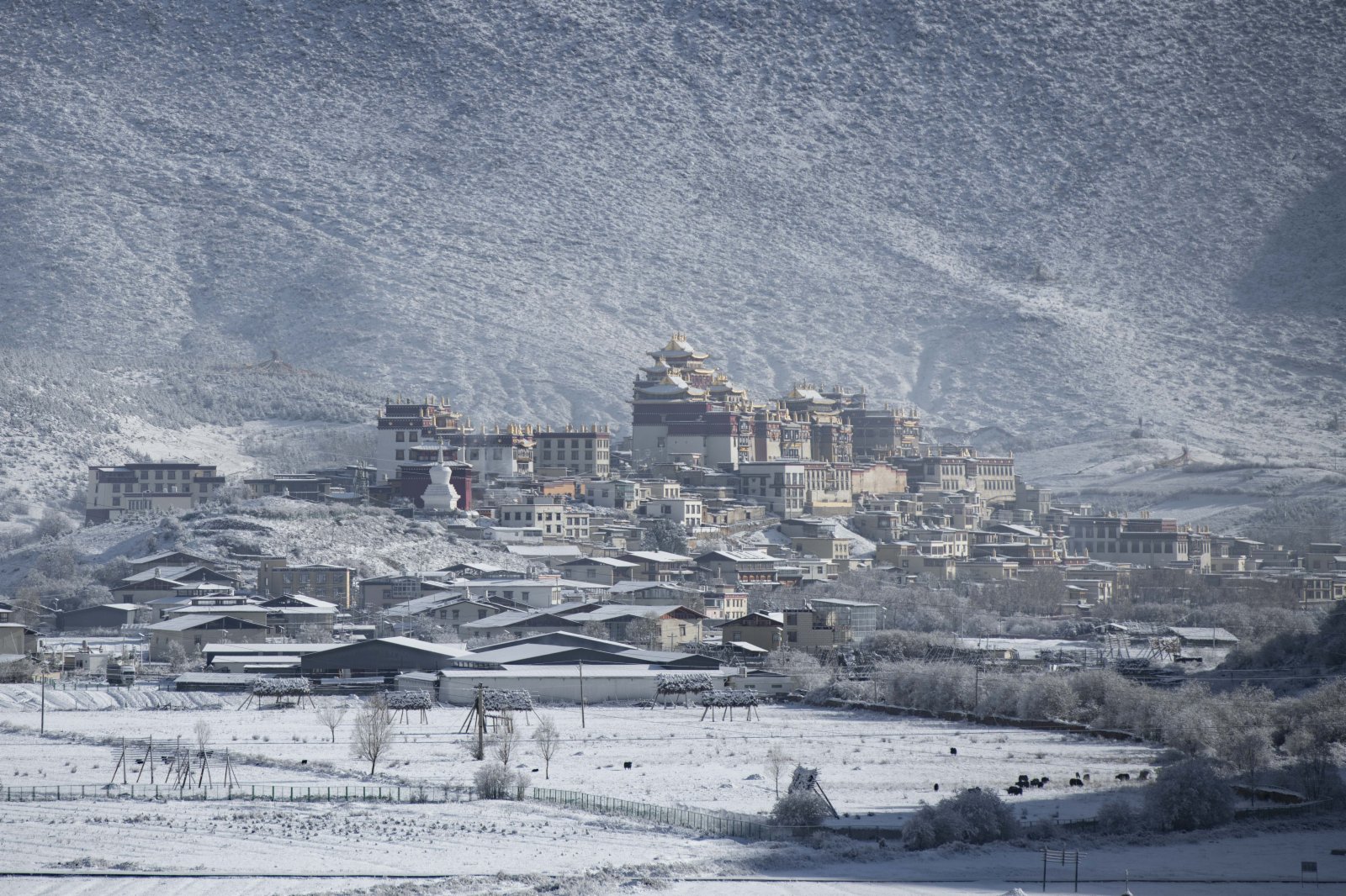 11月23日，雪後的雲南省迪慶藏族自治州香格里拉銀裝素裹，景色壯美。圖為松贊林寺雪景。中新社