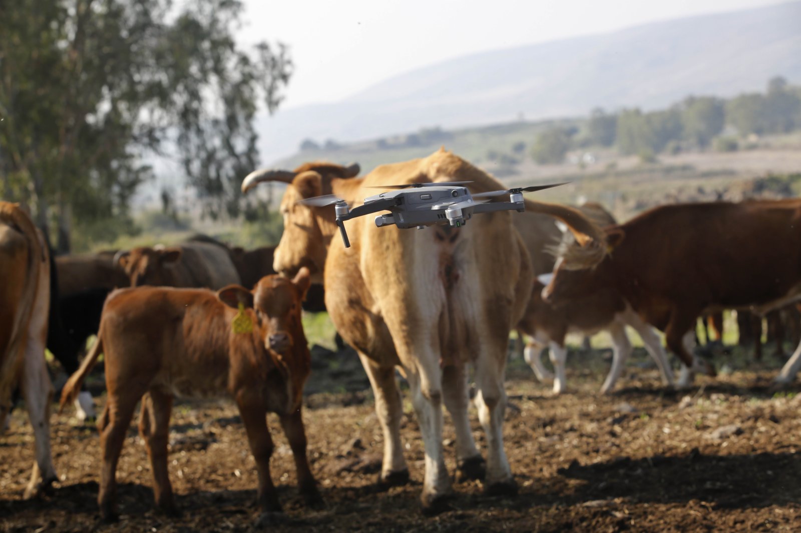 該無人機可以識別地形障礙和牛群的位置，並計劃最佳的放牧路線。（新華社圖片）