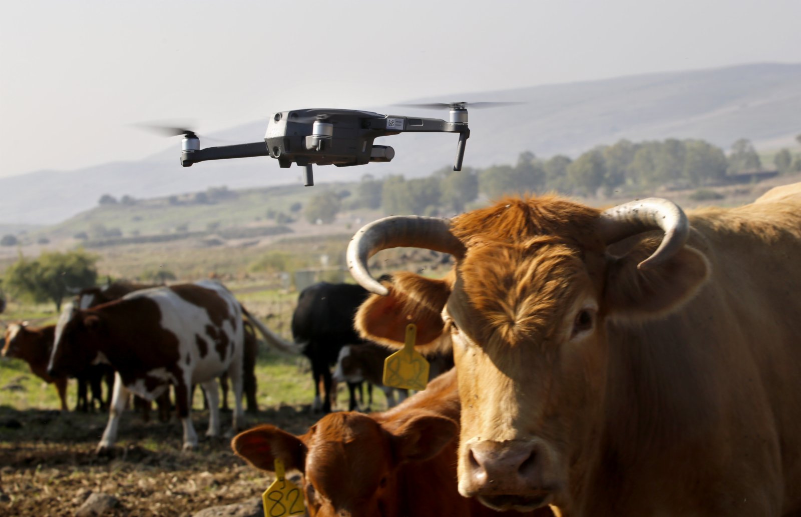 該無人機可以識別地形障礙和牛群的位置，並計劃最佳的放牧路線。（新華社圖片）