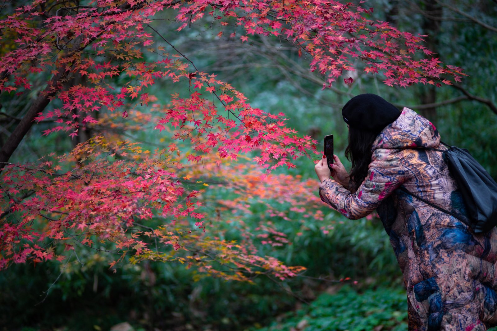 11月28日，遊客在江蘇南京中山植物園內拍攝紅葉。（新華社）