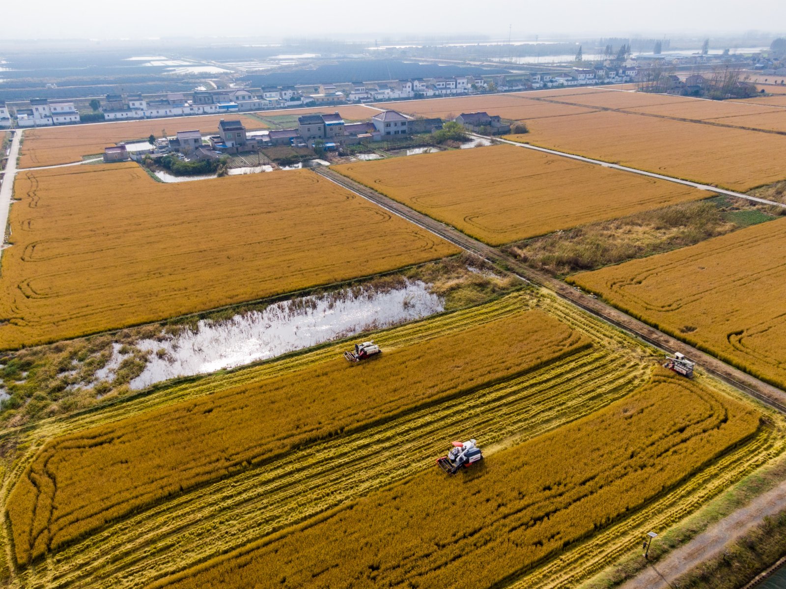 在江蘇省南京市六合區，當地農戶在稻田里收割成熟的晚稻。時下，江蘇省南京市六合區種植的晚稻進入收割期，當地農民及時搶收。(新華社)