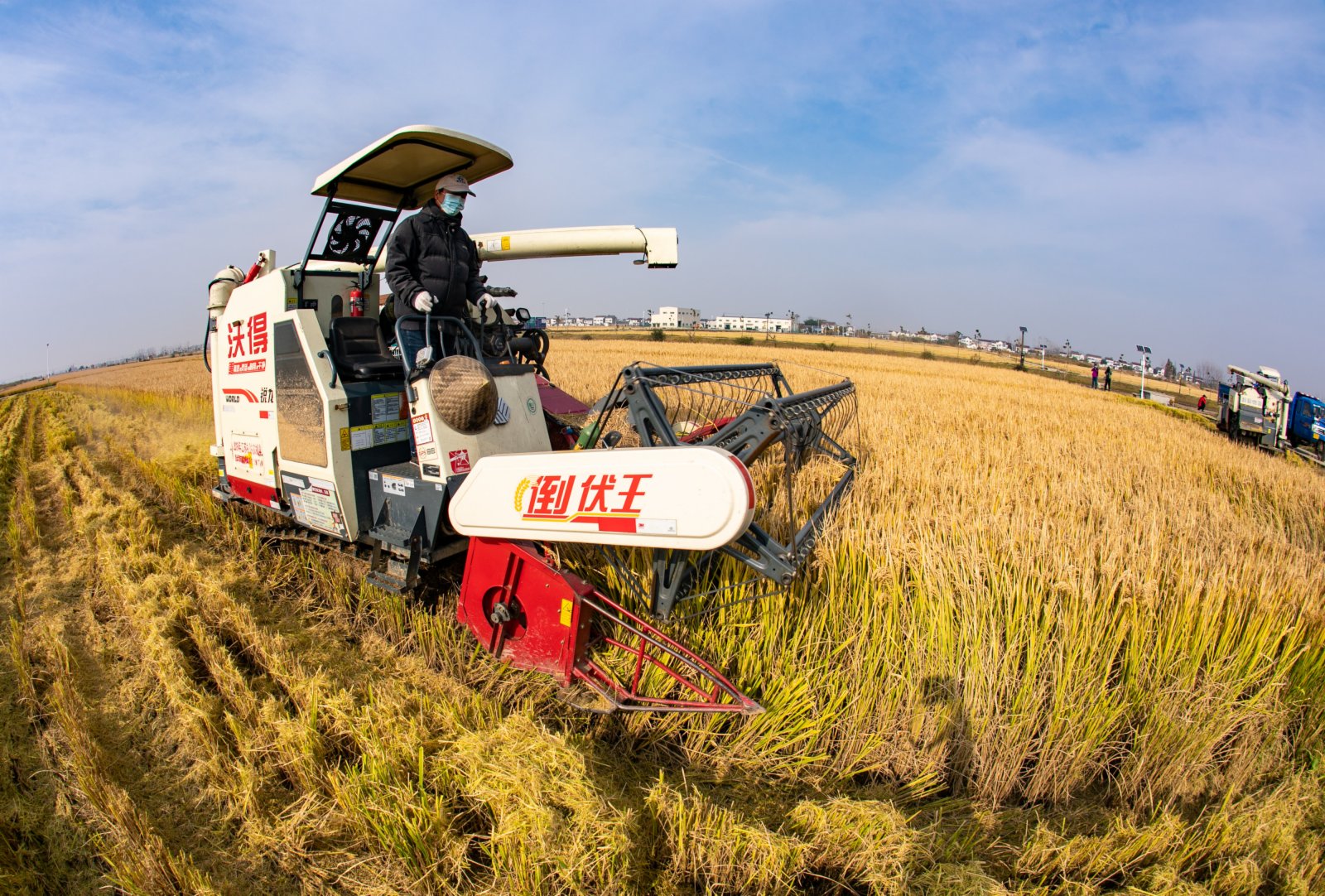 在江蘇省南京市六合區，當地農戶在稻田里收割成熟的晚稻。時下，江蘇省南京市六合區種植的晚稻進入收割期，當地農民及時搶收。(新華社)