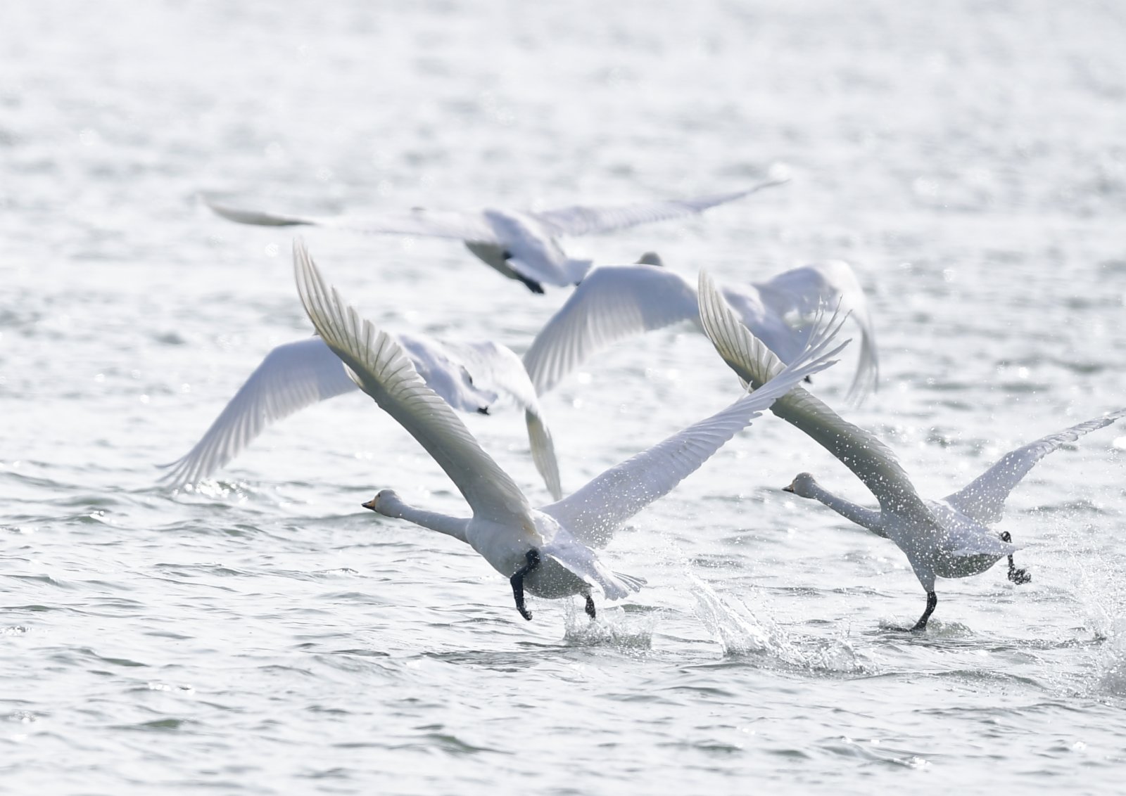 12月2日，在青海省海東市化隆回族自治縣，天鵝從黃河河面起飛。（新華社）