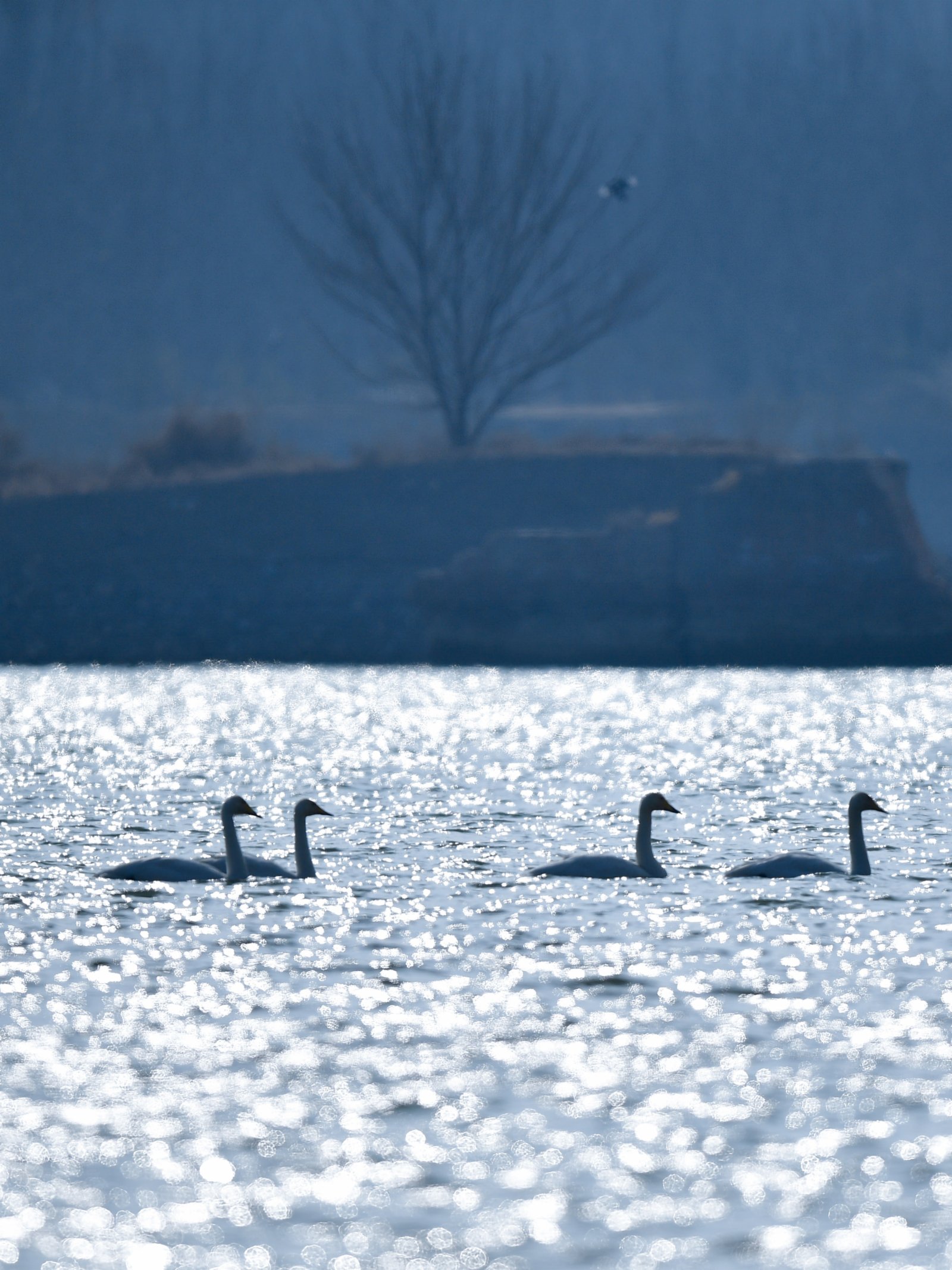 12月2日，在青海省海東市化隆回族自治縣，天鵝在黃河上游弋。（新華社）