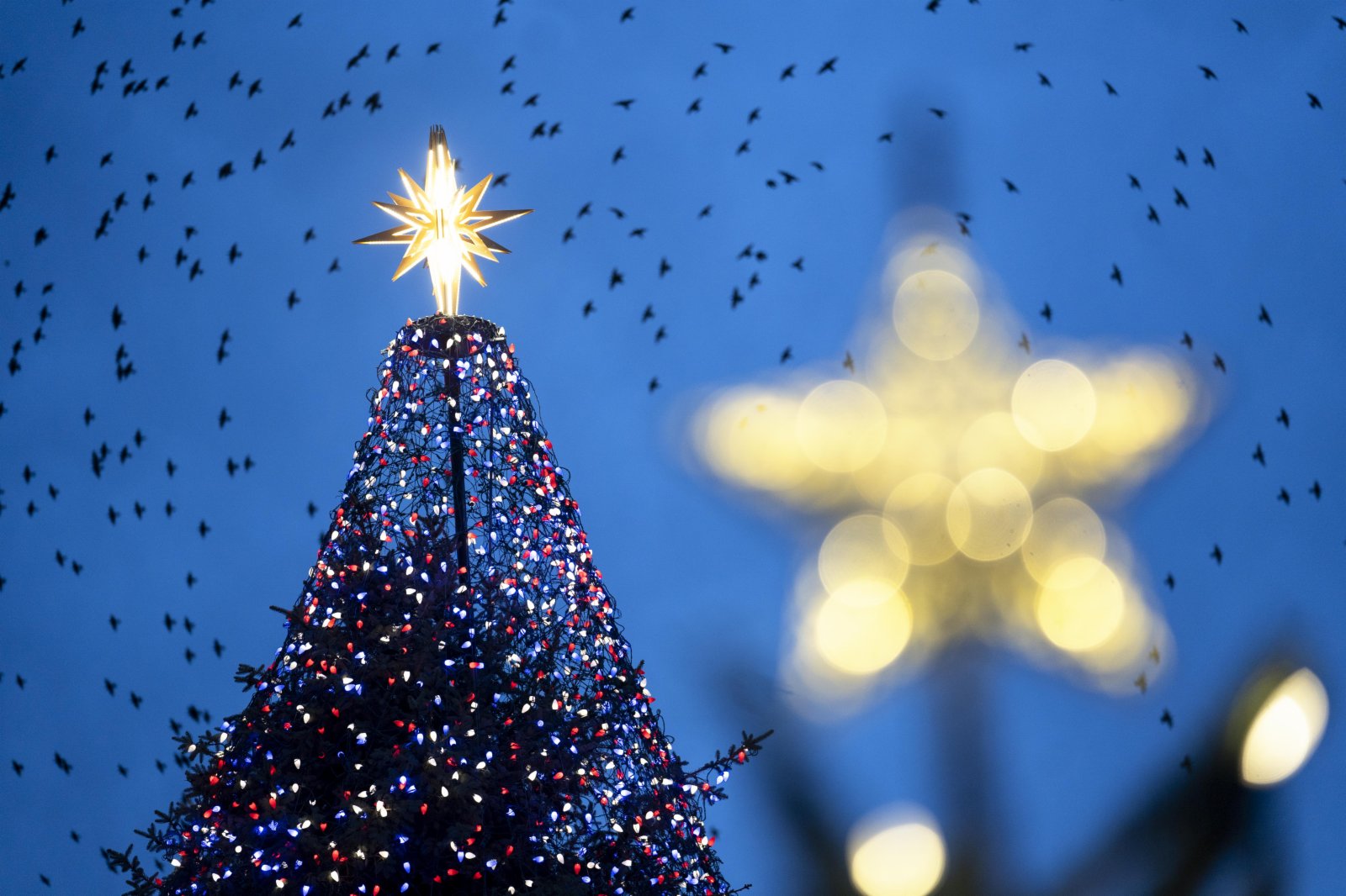  這是12月4日在美國華盛頓白宮附近拍攝的國家聖誕樹和聖誕裝飾。（新華社圖片）