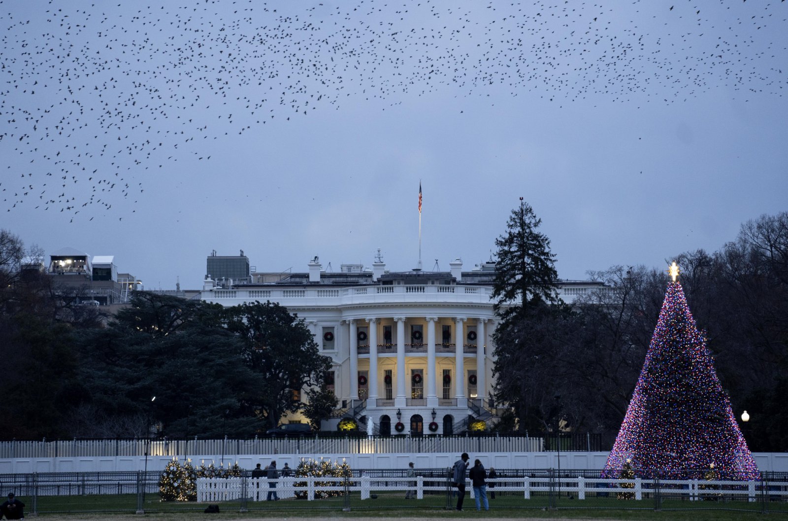 這是12月4日在美國華盛頓拍攝的國家聖誕樹和白宮。（新華社圖片）