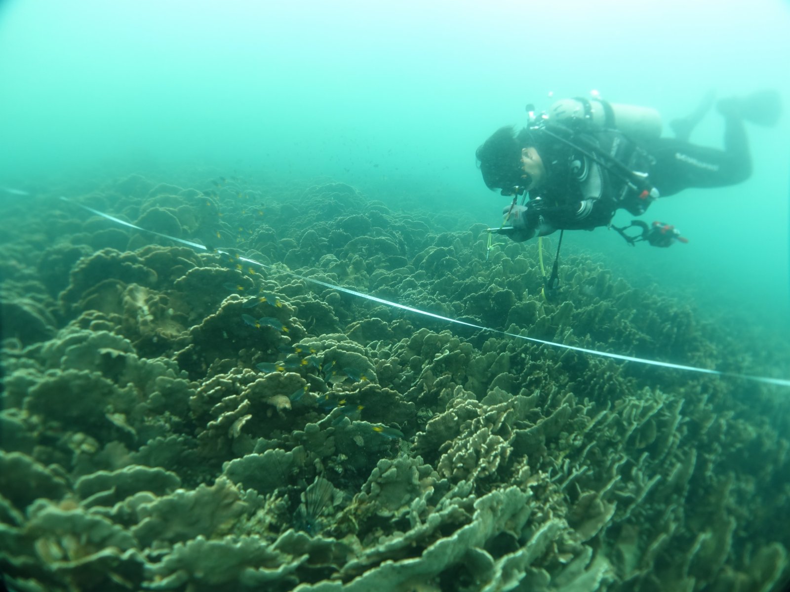 圖示一名珊瑚礁普查員進行珊瑚調查。（政府新聞處圖片）