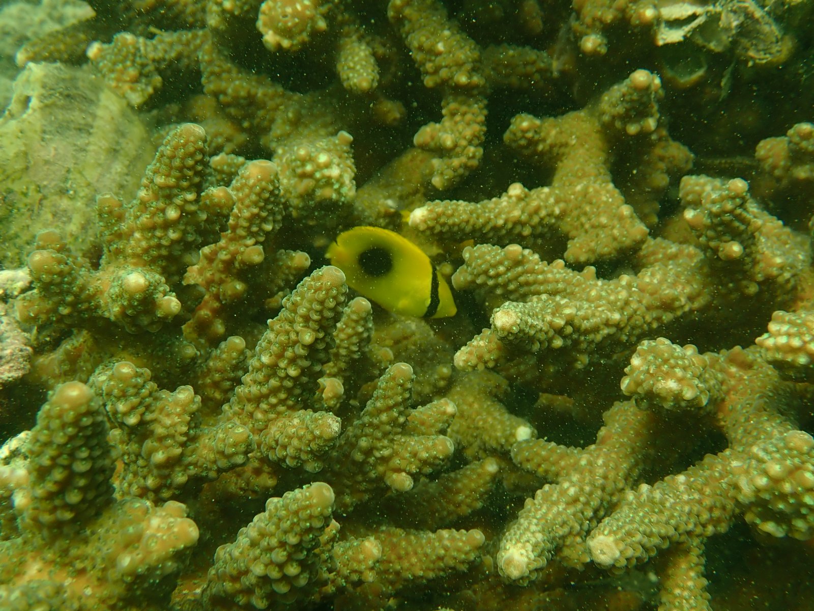 圖示攝於東平洲王爺角一條棲息在鹿角珊瑚中的蝴蝶魚。（政府新聞處）