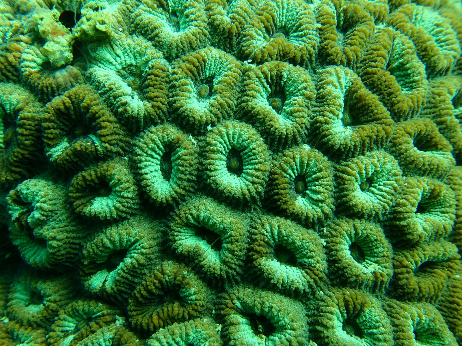 圖示攝於萬宜水庫東壩的蜂巢珊瑚。（政府新聞處）