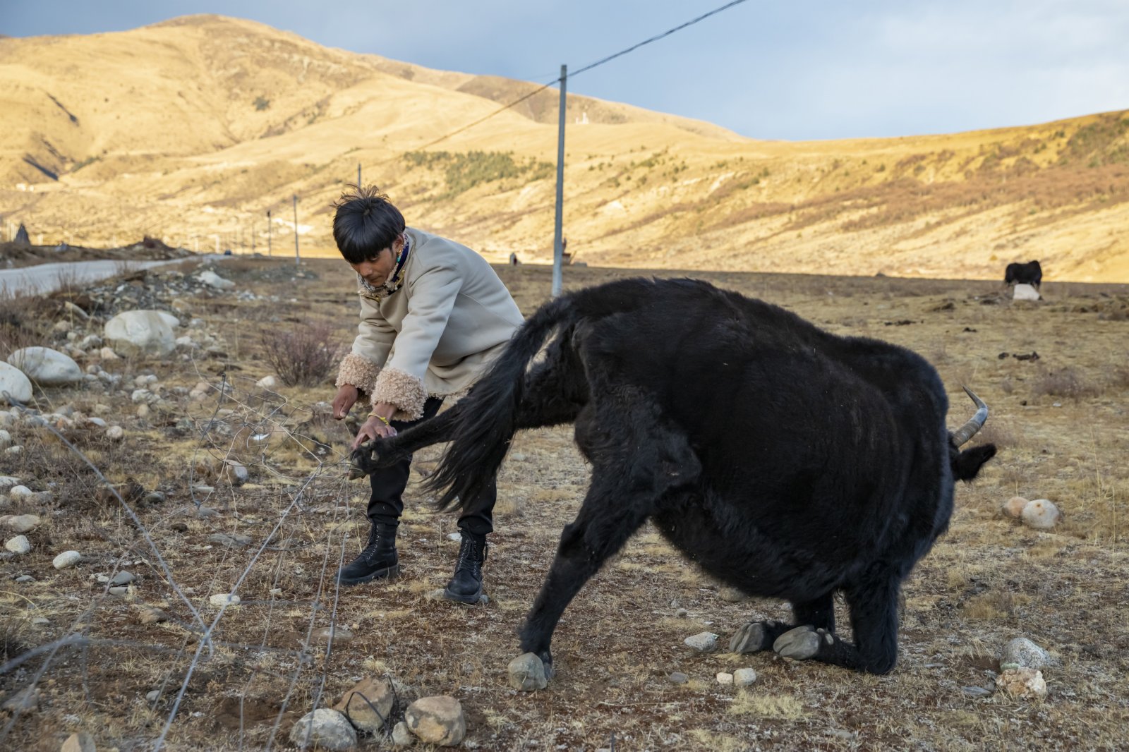 在從小生活的村莊裏，丁真解救一隻被鐵絲網絆住的牛。