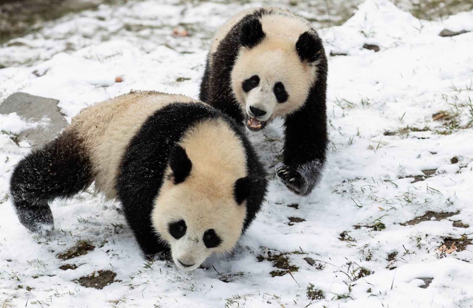 近日，四川臥龍國家級自然保護區迎來降雪天氣，中國大熊貓保護研究中心臥龍神樹坪基地一片銀裝素裹，大熊貓在雪地裏嬉戲，享受降雪帶來的樂趣。（新華社）