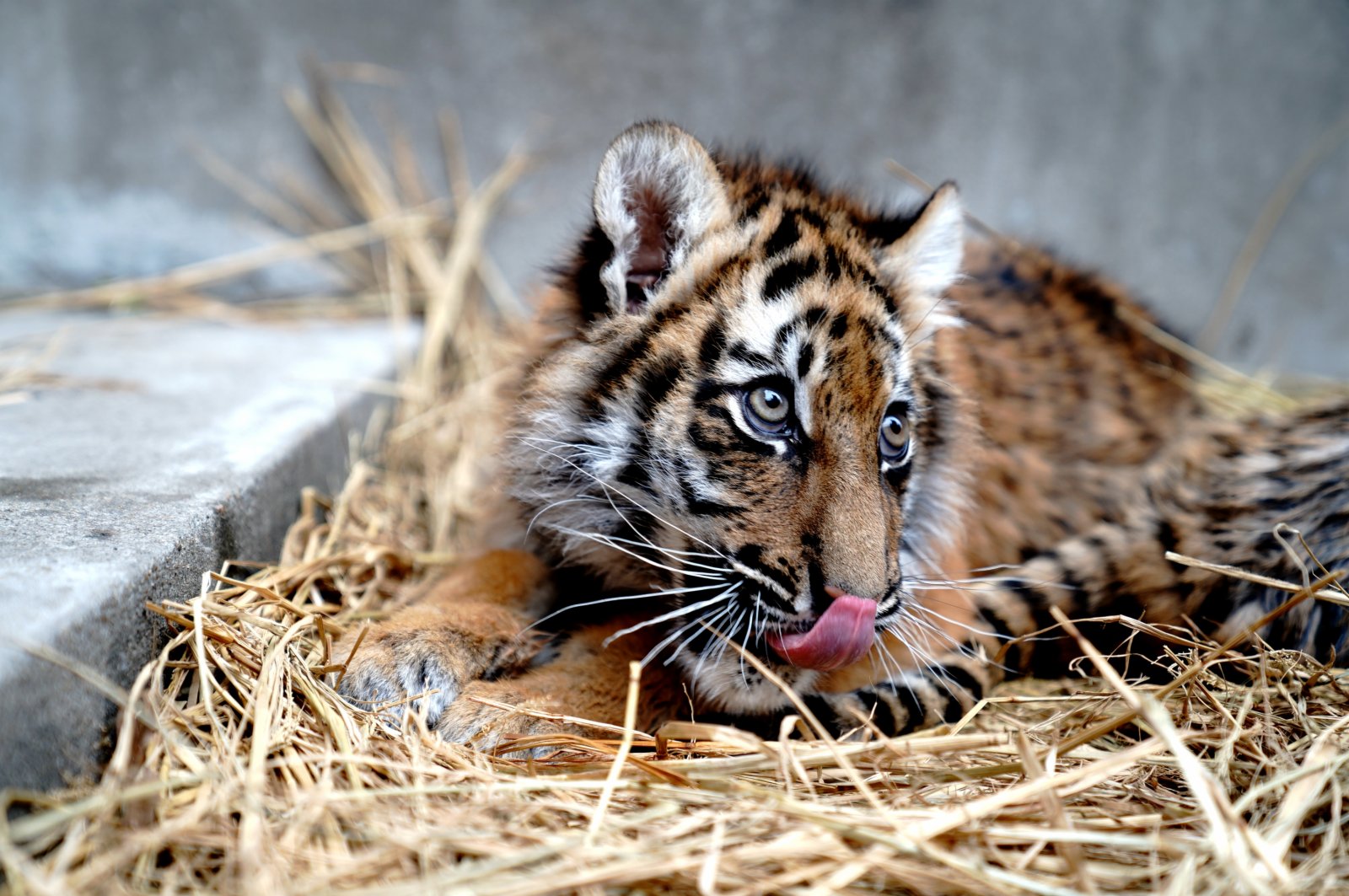 1月6日，上海動物園一隻小孟加拉虎趴在草墊上。新華社
