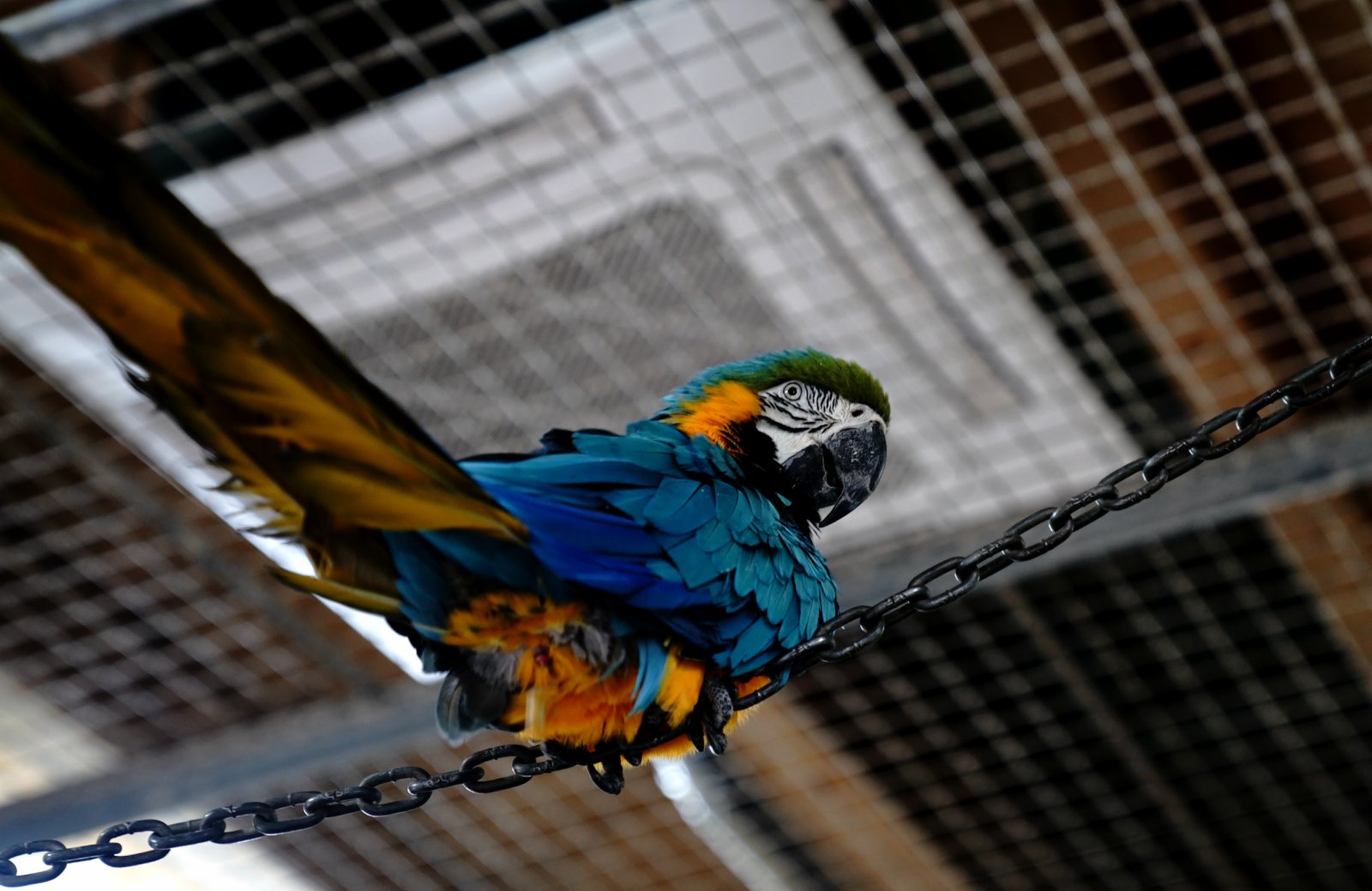 1月6日，上海動物園一隻金剛鸚鵡在開著空調的房間裏棲息。新華社
