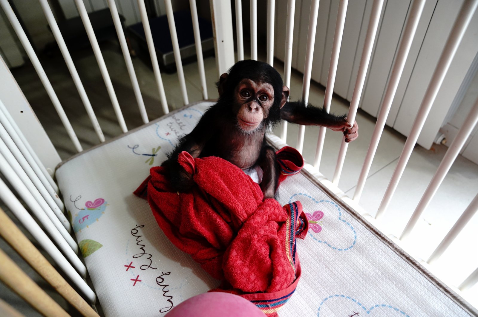 1月6日，上海動物園育嬰房裏一隻黑猩猩寶寶裹著毛巾取暖玩耍。新華社
