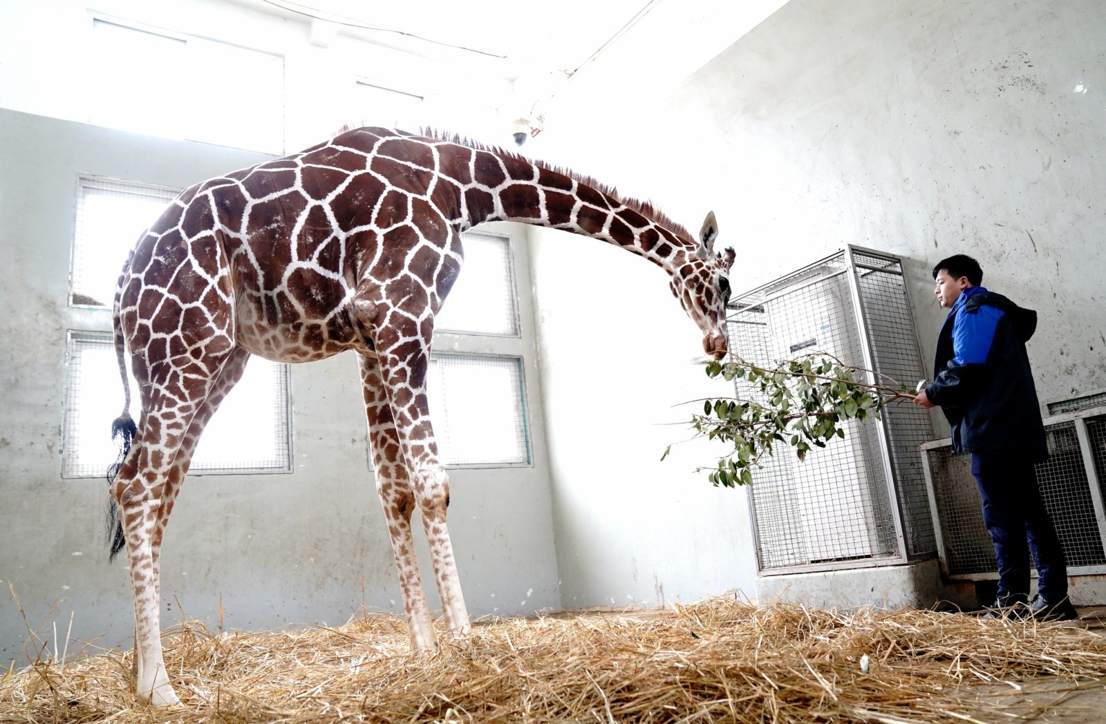 1月6日，上海動物園的一隻長頸鹿在開著空調的房間裏吃樹葉。新華社