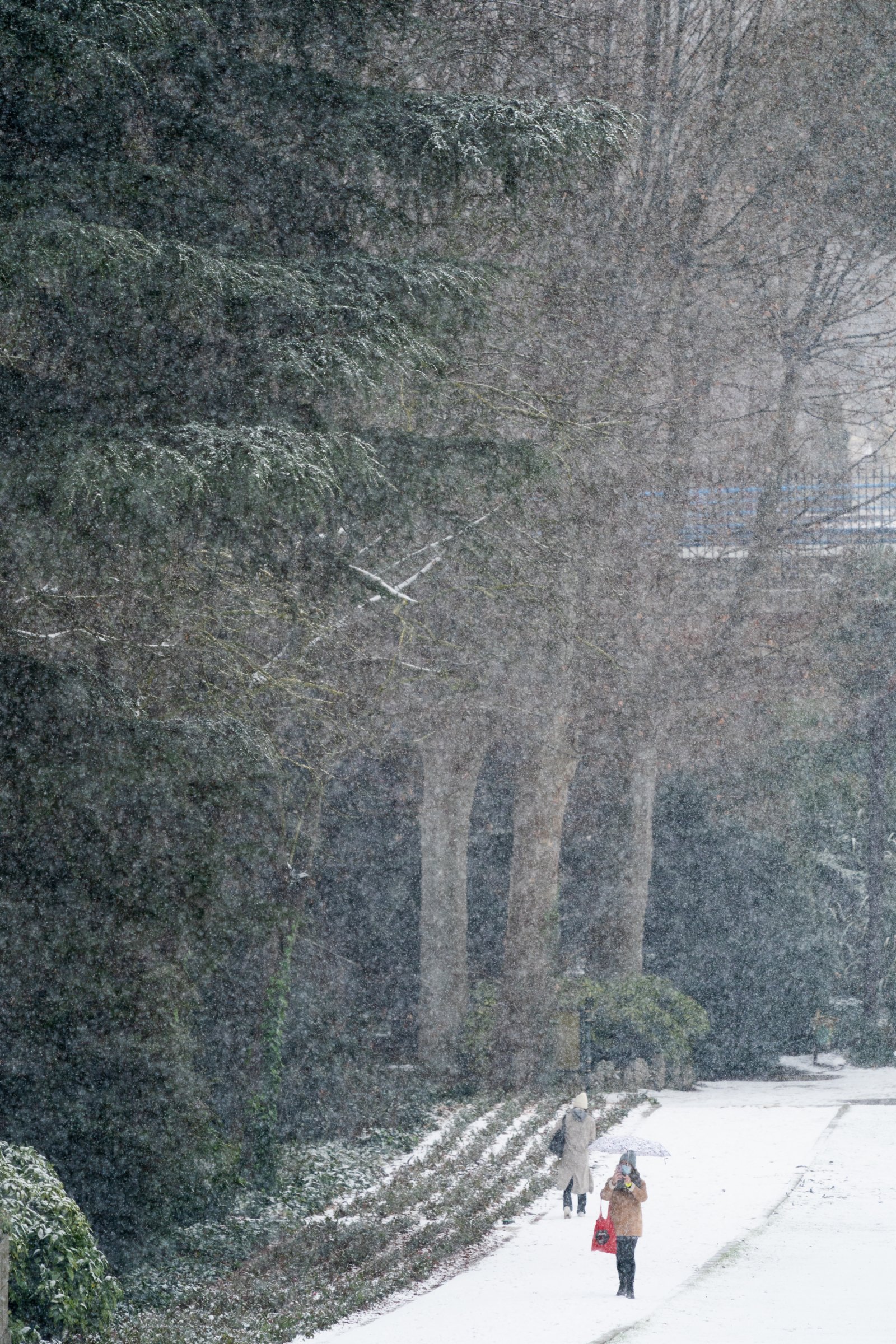 1月7日，遊人在西班牙馬德里摩爾人花園內欣賞雪景。（新華社）