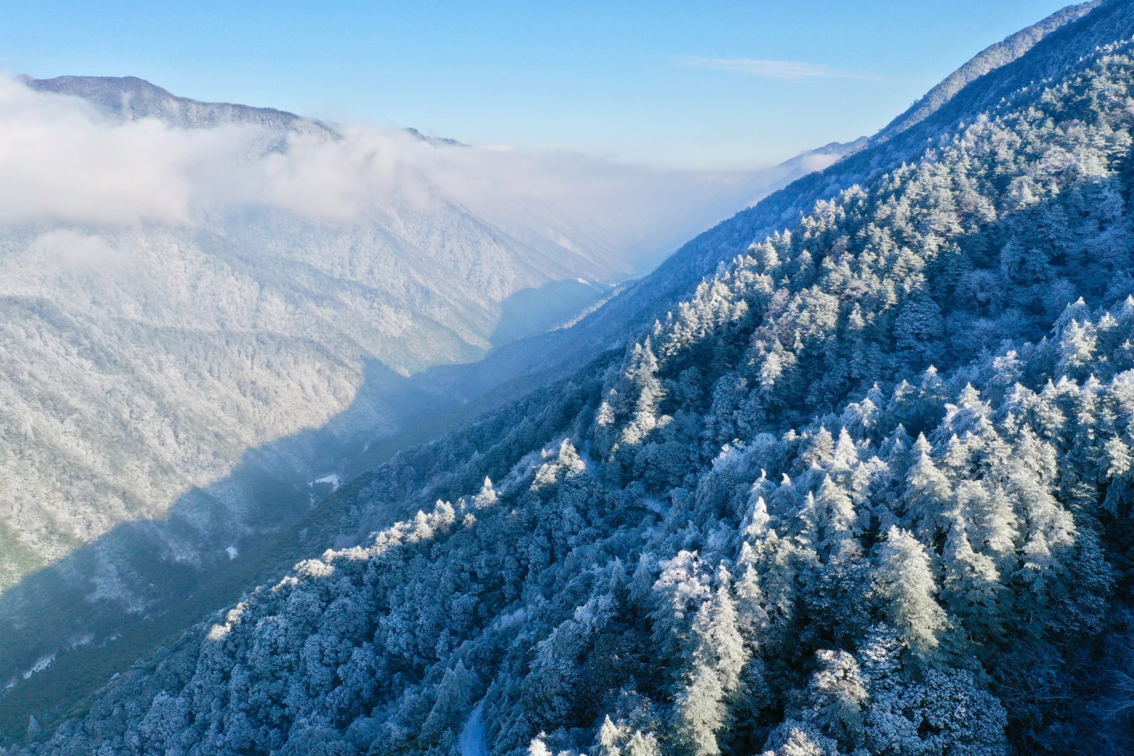 1月8日，武夷山國家公園腹地的桐木關附近，群山雲霧繚繞（無人機照片）。