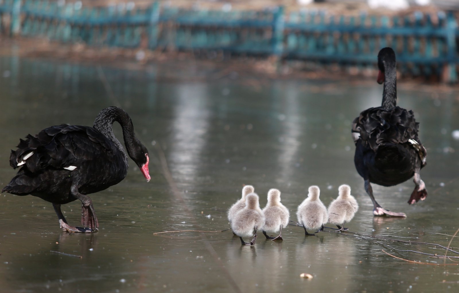 1月9日，江蘇揚州動物園湖面結冰，一對黑天鵝帶著小黑天鵝在黑天鵝。