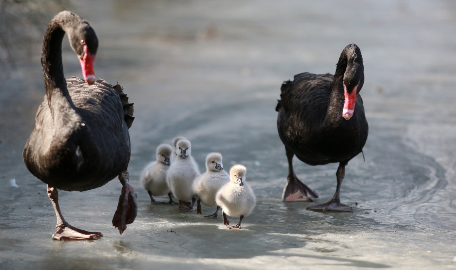 1月9日，江蘇揚州動物園湖面結冰，一對黑天鵝帶著小黑天鵝在黑天鵝。