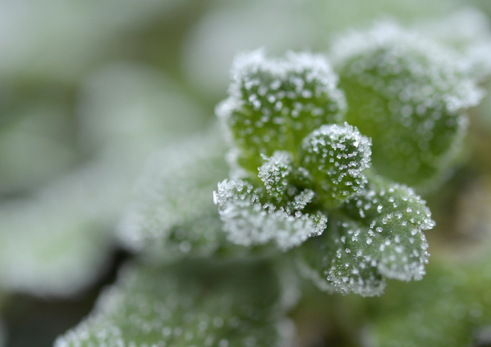 這是1月13日在湖北省宣恩縣珠山鎮拍攝的結霜的植物。（新華社）