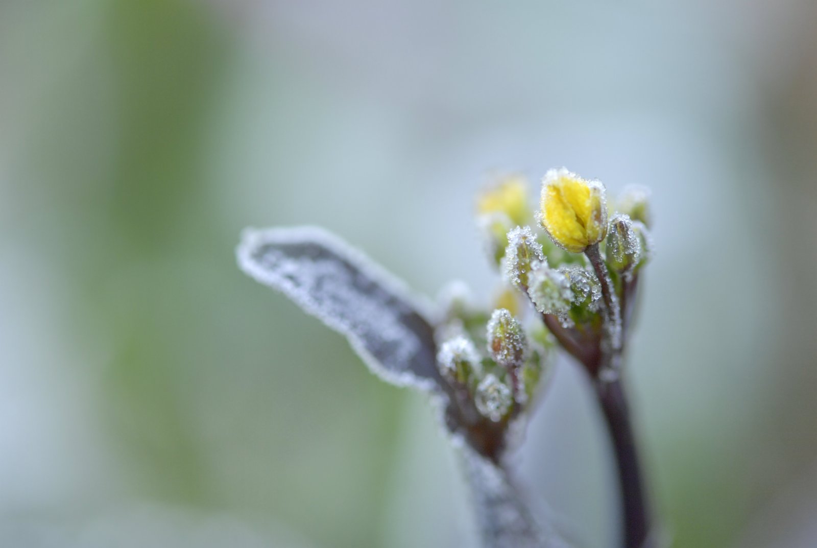 這是1月13日在湖北省宣恩縣珠山鎮拍攝的結霜的植物。（新華社）