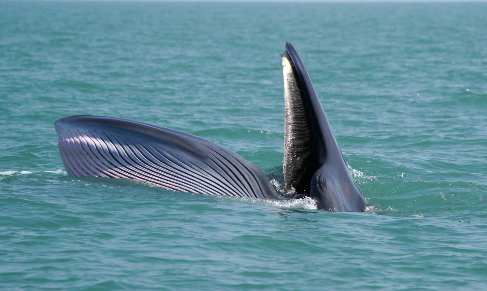 1月15日，一頭布氏鯨在潿洲島海域游弋。潿洲島海域是我國近海在20世紀80年代後發現的已知唯一的大型鯨類捕食場所。在潿洲島附近海域的布氏鯨由聯合研究組的研究已確定個體32頭，常出現月份為每年9月中秋節前後至次年4月底。（新華社）
