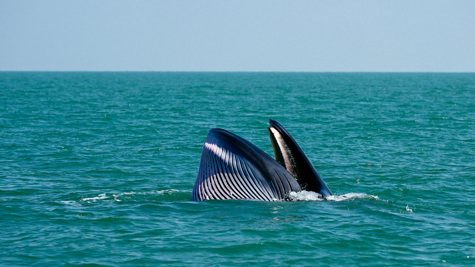 1月15日，一頭布氏鯨在潿洲島海域游弋。潿洲島海域是我國近海在20世紀80年代後發現的已知唯一的大型鯨類捕食場所。在潿洲島附近海域的布氏鯨由聯合研究組的研究已確定個體32頭，常出現月份為每年9月中秋節前後至次年4月底。（新華社）
