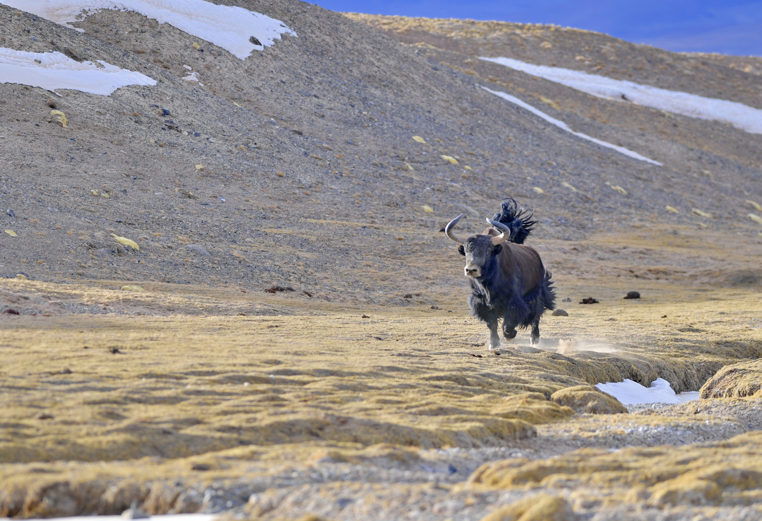 藏北高原上的野犛牛。新華社
