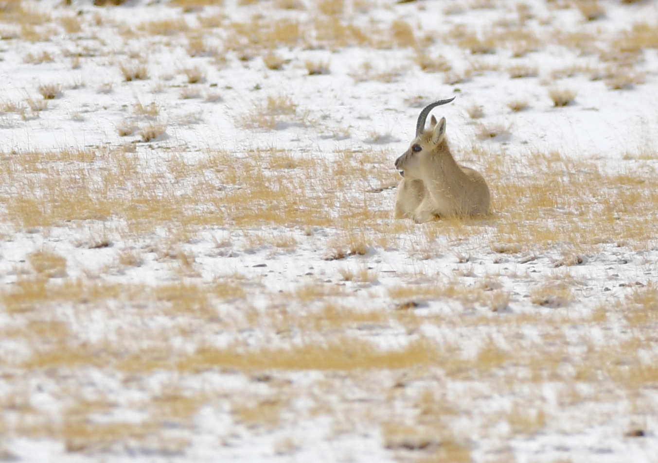一隻藏原羚在藏北高原的雪地上休憩。新華社