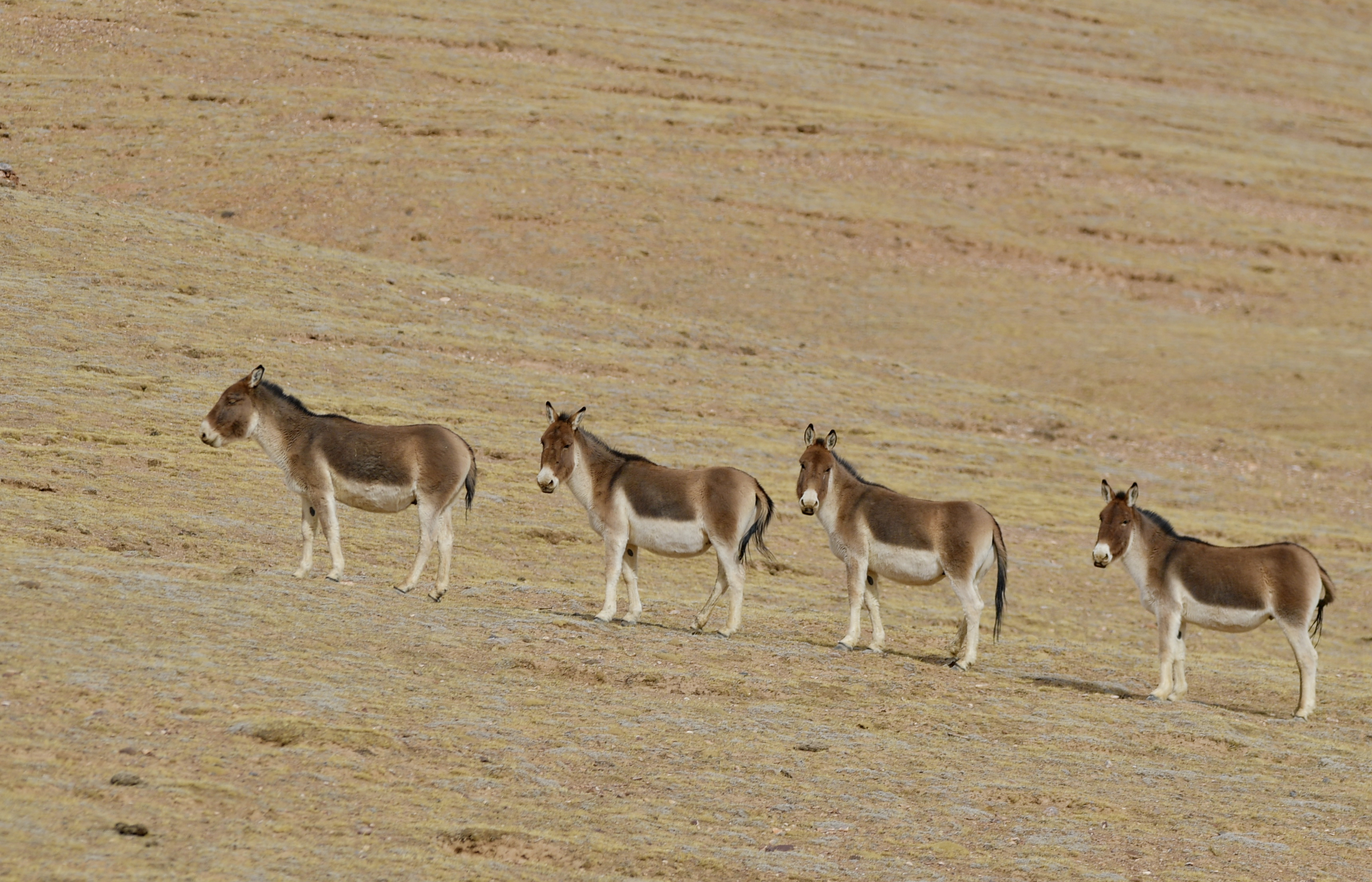 藏北高原上的藏野驢。新華社