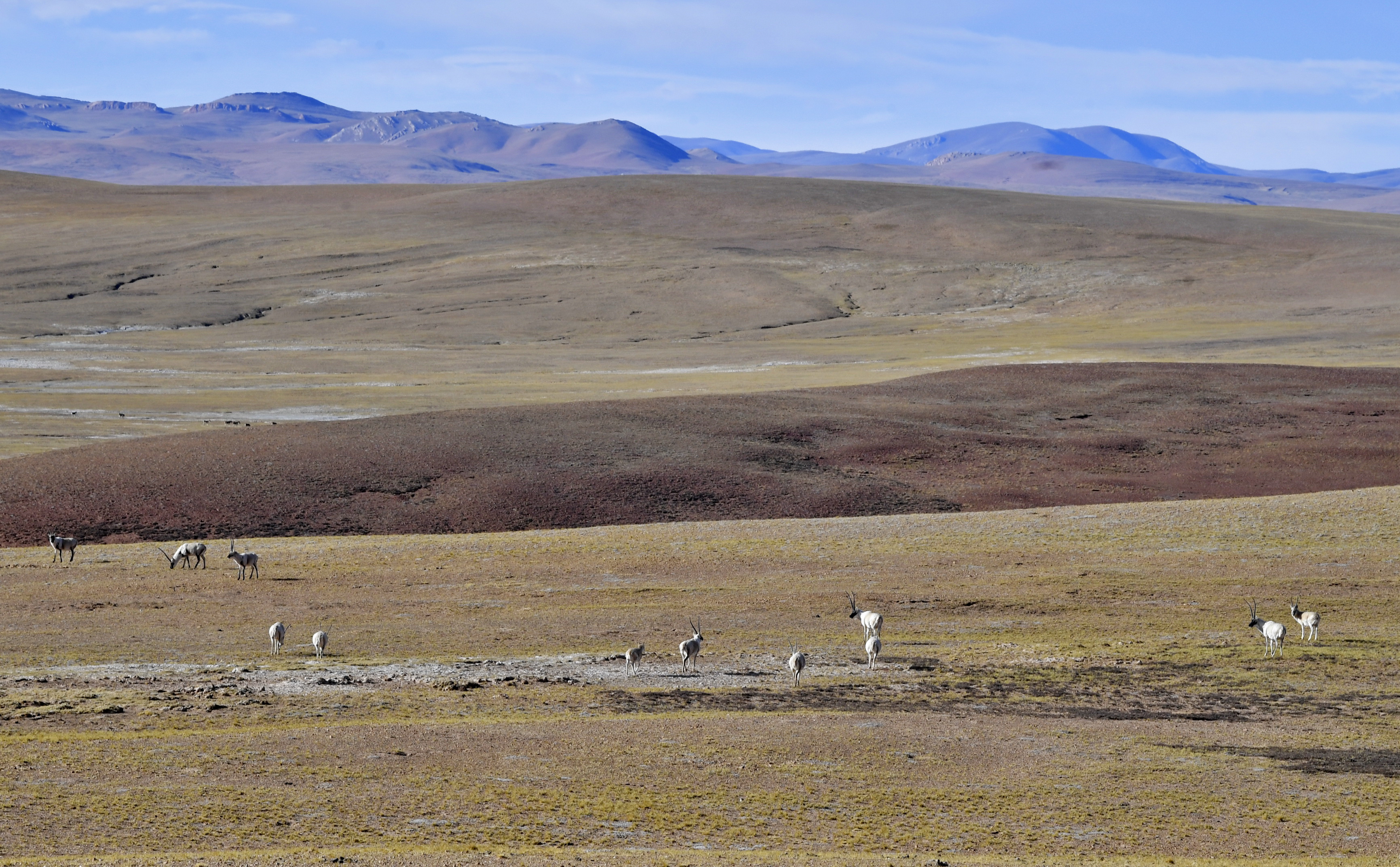 藏羚羊在藏北高原草甸上覓食。新華社