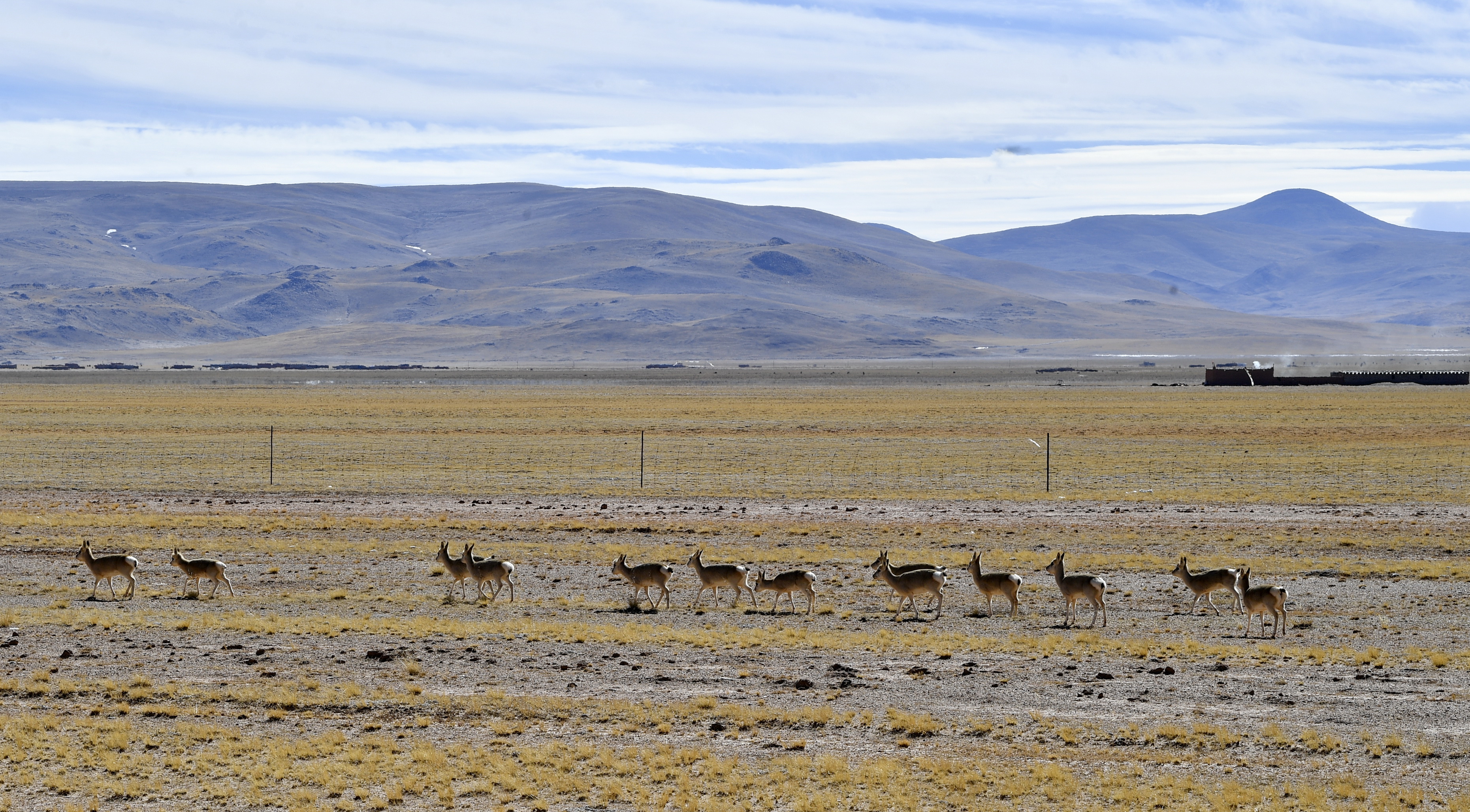 藏北高原上的藏原羚。新華社