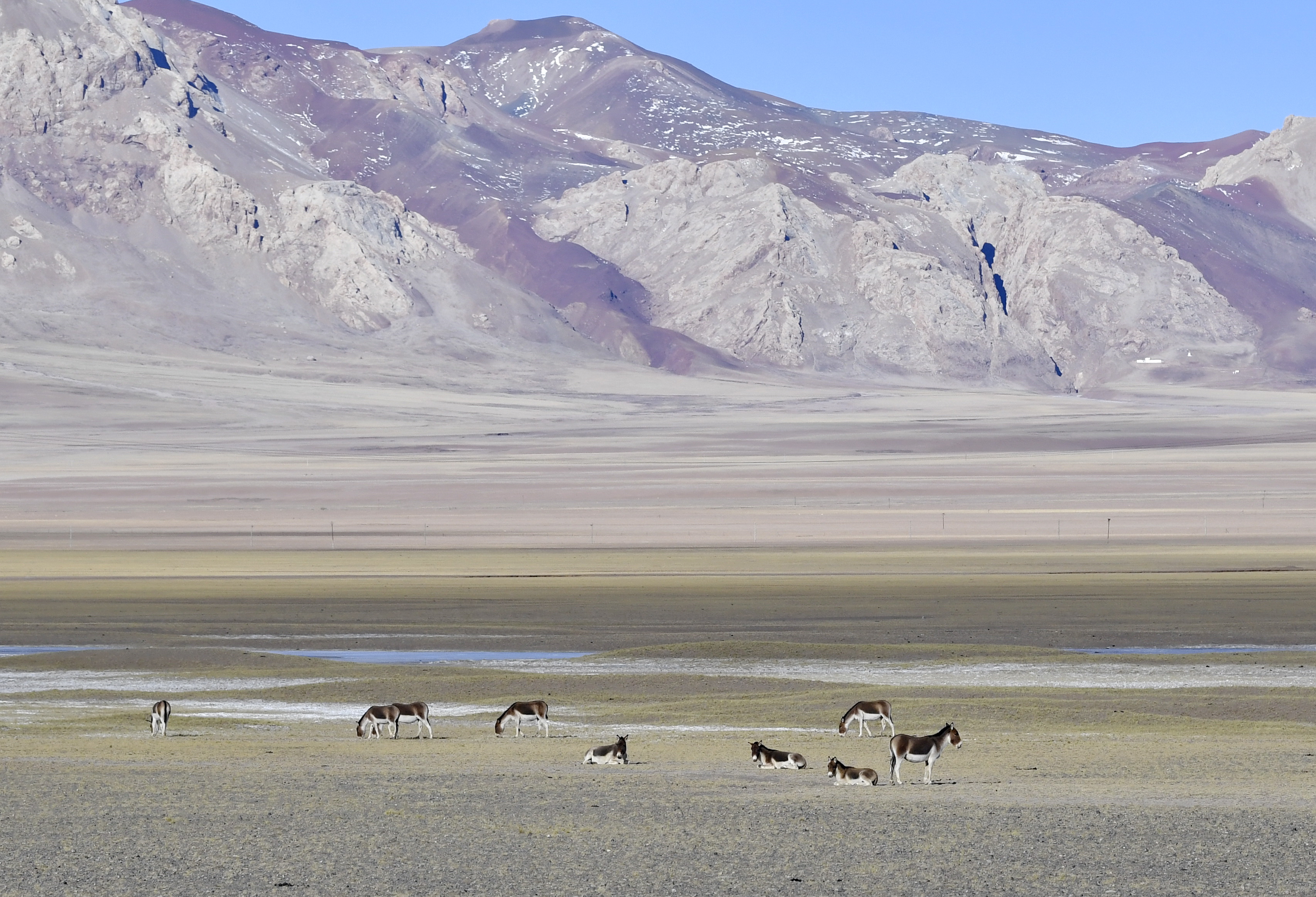 藏北高原上的藏野驢。新華社