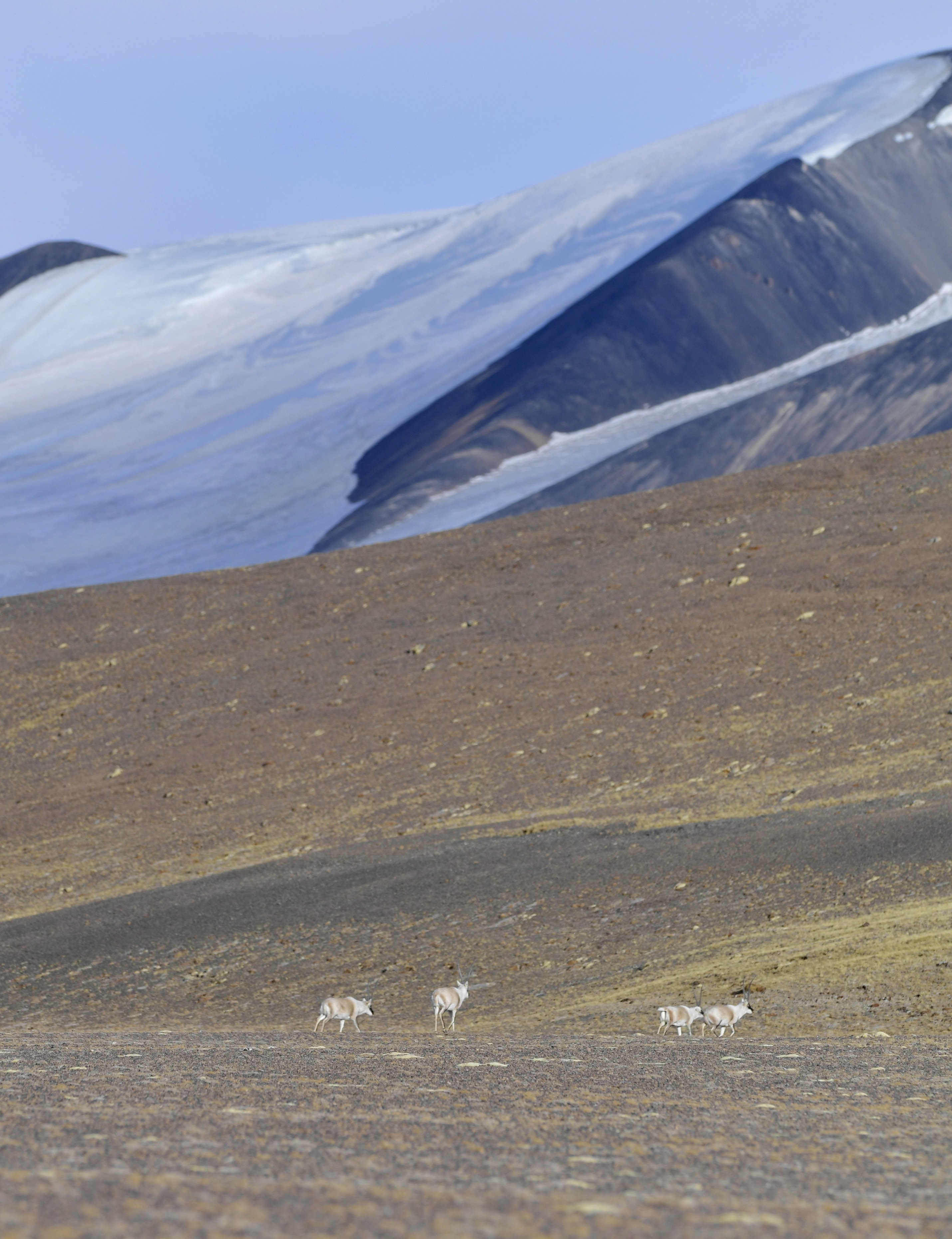 藏北高原上的藏羚羊。新華社
