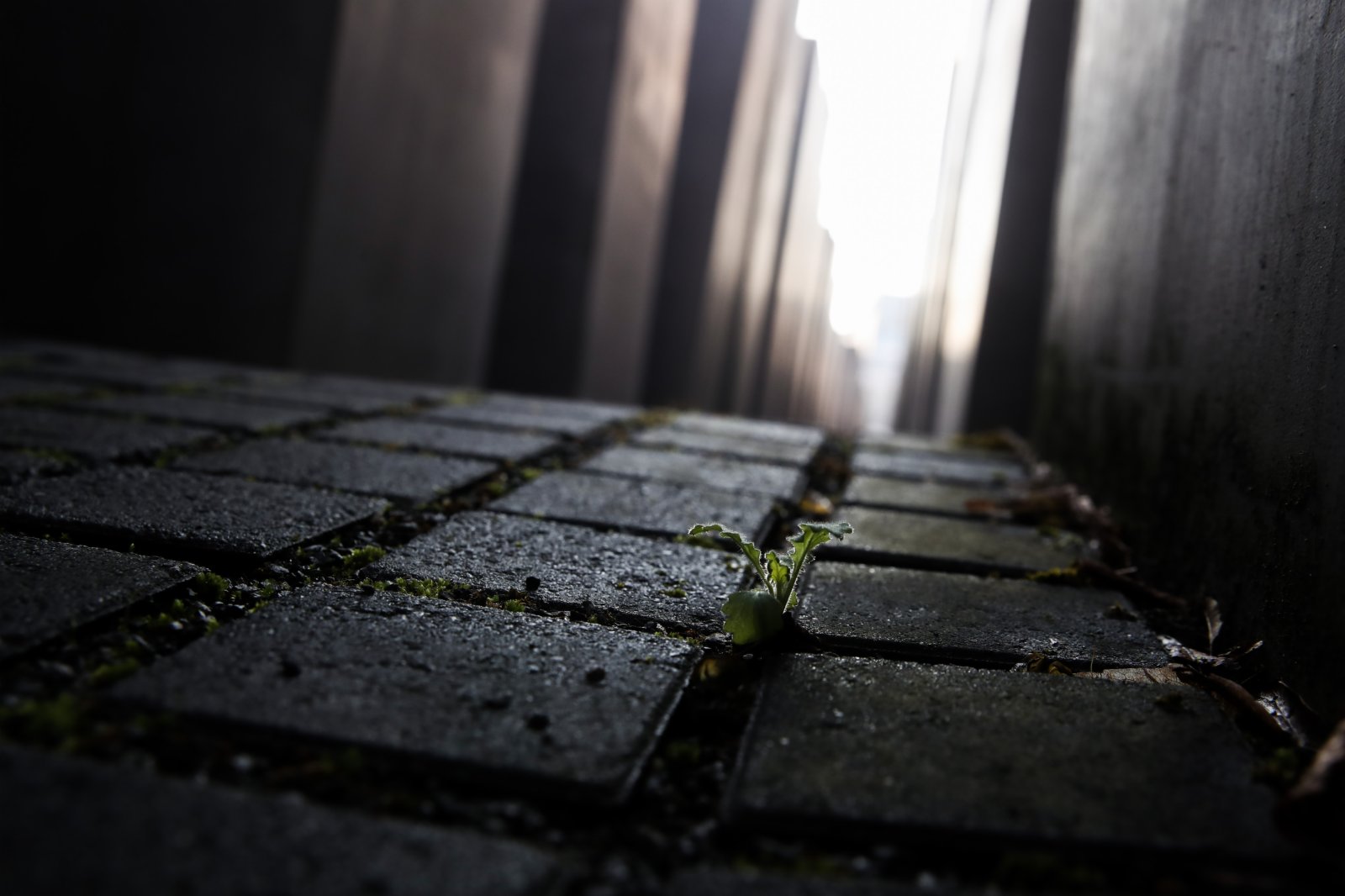 這是1月26日在德國首都柏林拍攝的歐洲被害猶太人紀念碑碑間地面上的一棵小草。
