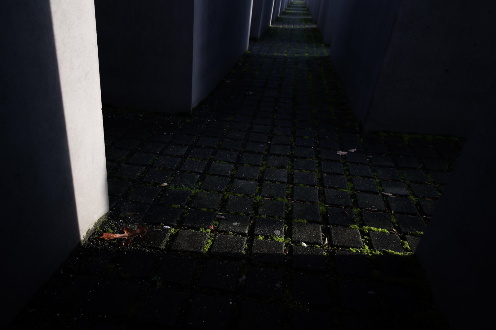 這是1月26日在德國首都柏林拍攝的歐洲被害猶太人紀念碑碑間地面上的一棵小草。