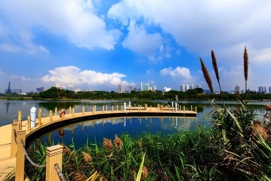 廣東深圳華僑城國家濕地公園，毗鄰香港，位於深圳南山區，擁有近5萬平方米紅樹林濕地，是國際候鳥重要的中轉站、棲息地，是中國唯一處在現代化大都市腹地的濱海紅樹林濕地。（受訪者供圖）