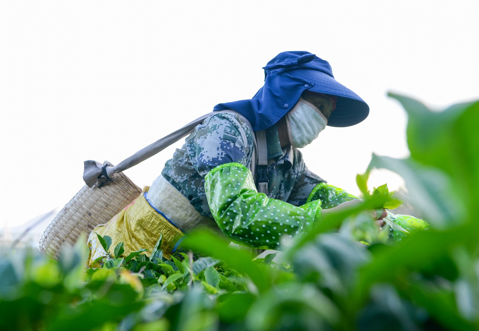 茶農在海南省白沙黎族自治縣五里路茶葉專業合作社的有機茶園採茶。