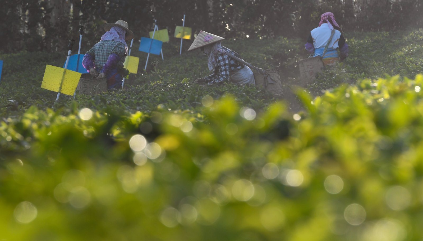 茶農在海南省白沙黎族自治縣五里路茶葉專業合作社的有機茶園採茶。