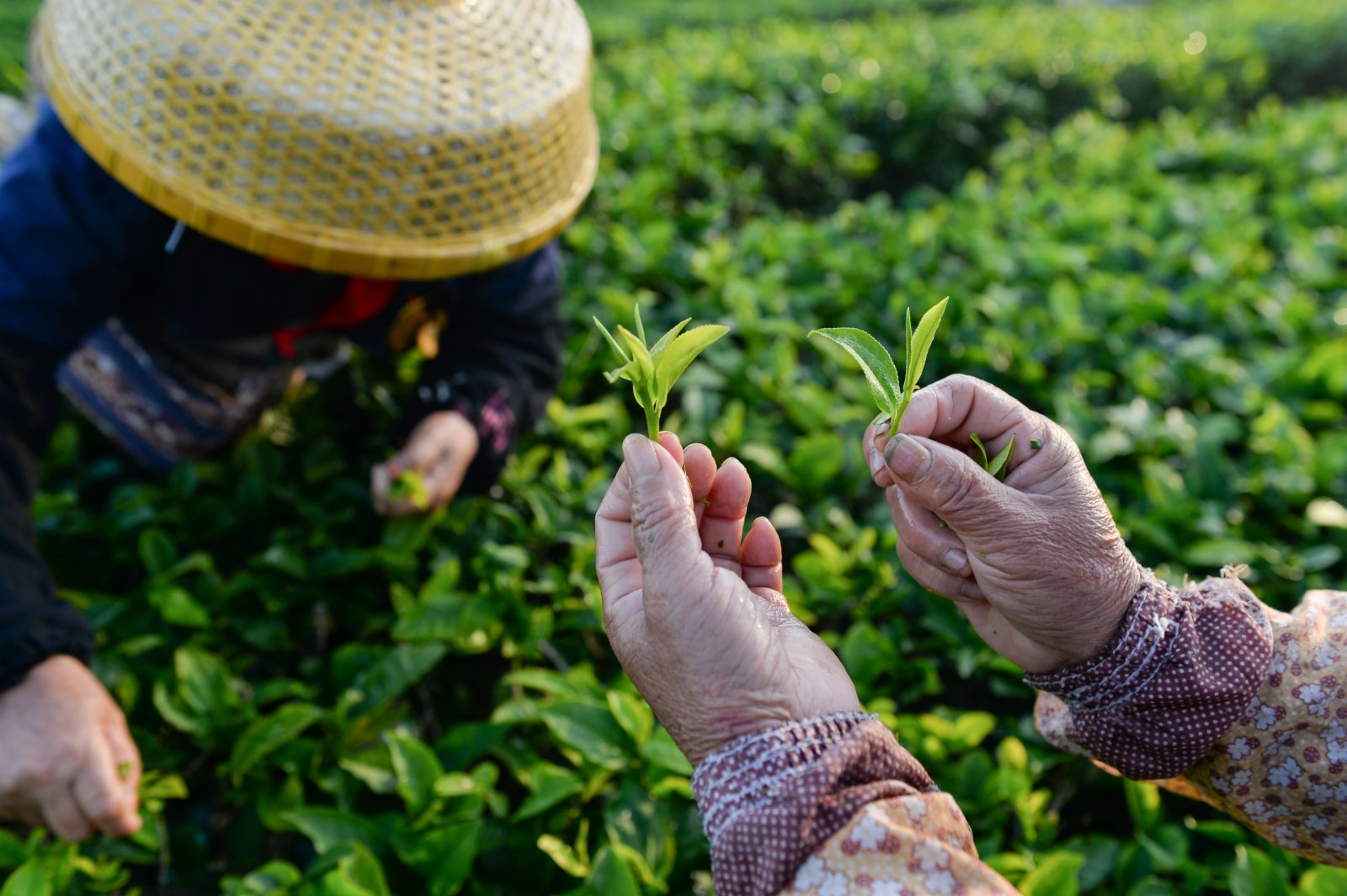 在海南省白沙黎族自治縣五里路茶葉專業合作社的有機茶園，茶農展示採摘的茶葉。