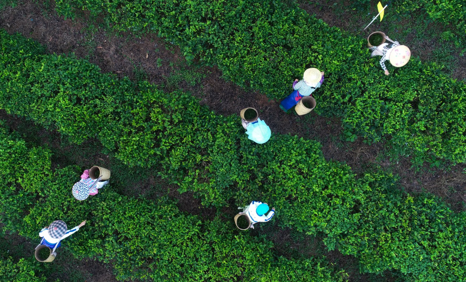 茶農在海南省白沙黎族自治縣五里路茶葉專業合作社的有機茶園採茶（無人機照片）。