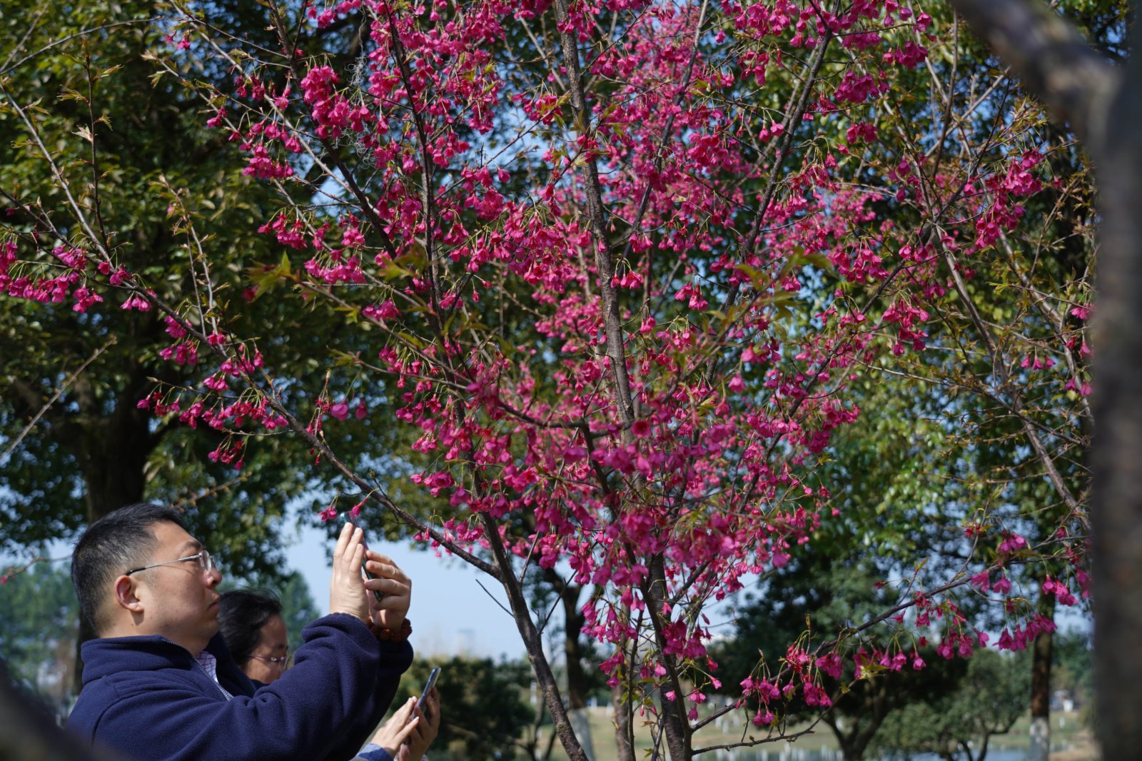 江西省南昌市氣溫逐步回升。在南昌市高新區艾溪湖濕地公園，遊人們賞花拍照，感受春天的氣息。（新華社）
