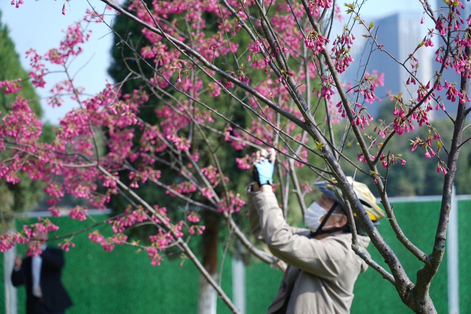 江西省南昌市氣溫逐步回升。在南昌市高新區艾溪湖濕地公園，遊人們賞花拍照，感受春天的氣息。（新華社）
