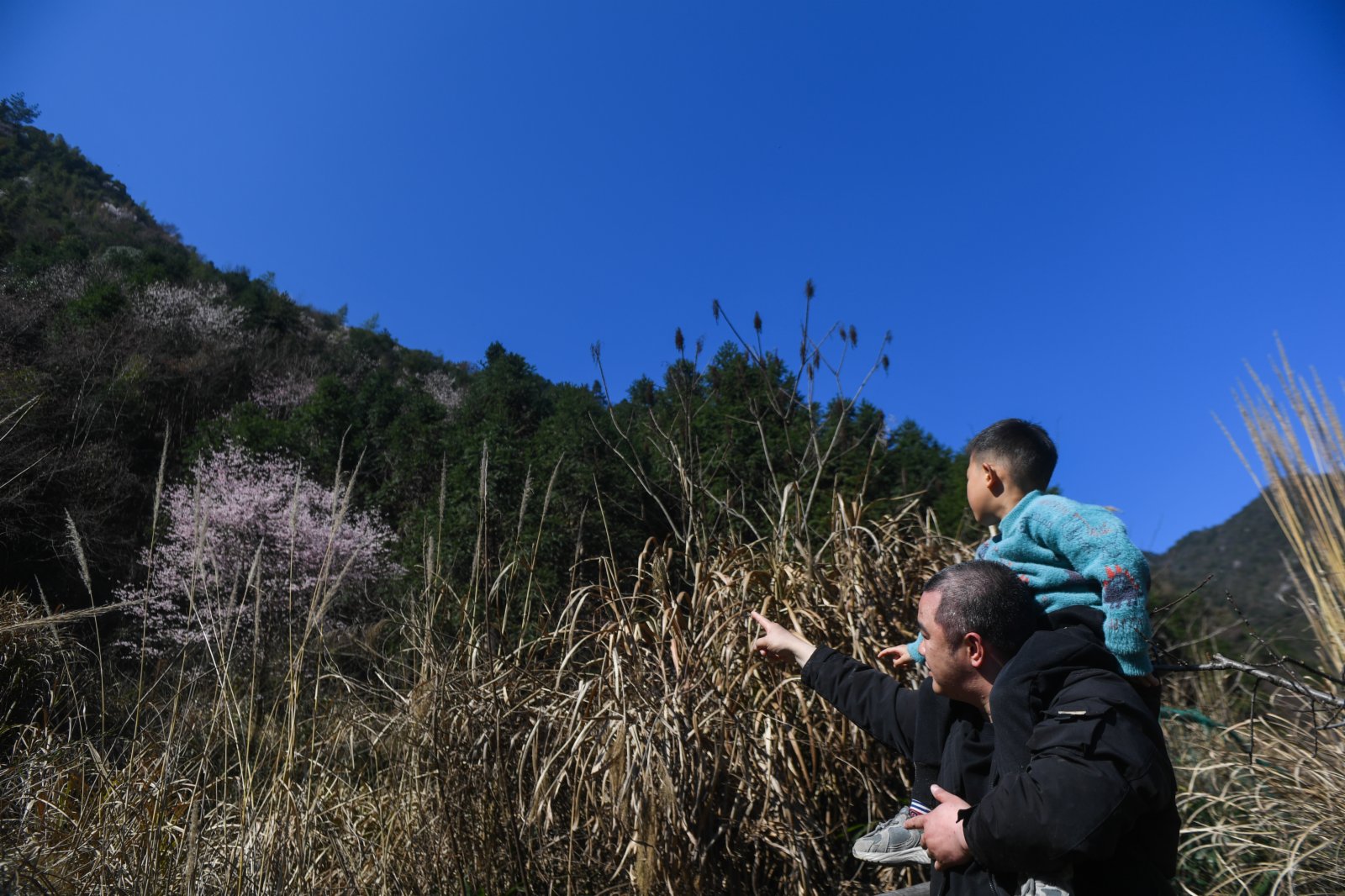 近日，隨着氣溫回升，浙江省杭州市富陽區湖源鄉石龍村北坑塢櫻花谷的野櫻花競相綻放，迎來當地鄉村旅遊的「新春首秀」。近年來，湖源鄉積極提升村莊環境，打造包括櫻花谷賞花、特色山鄉民俗體驗等在內的鄉村旅遊特色項目，提出「春賞櫻、夏嬉水、秋味道、冬民俗」的「四季紅」鄉村旅遊發展圖景。（新華社）