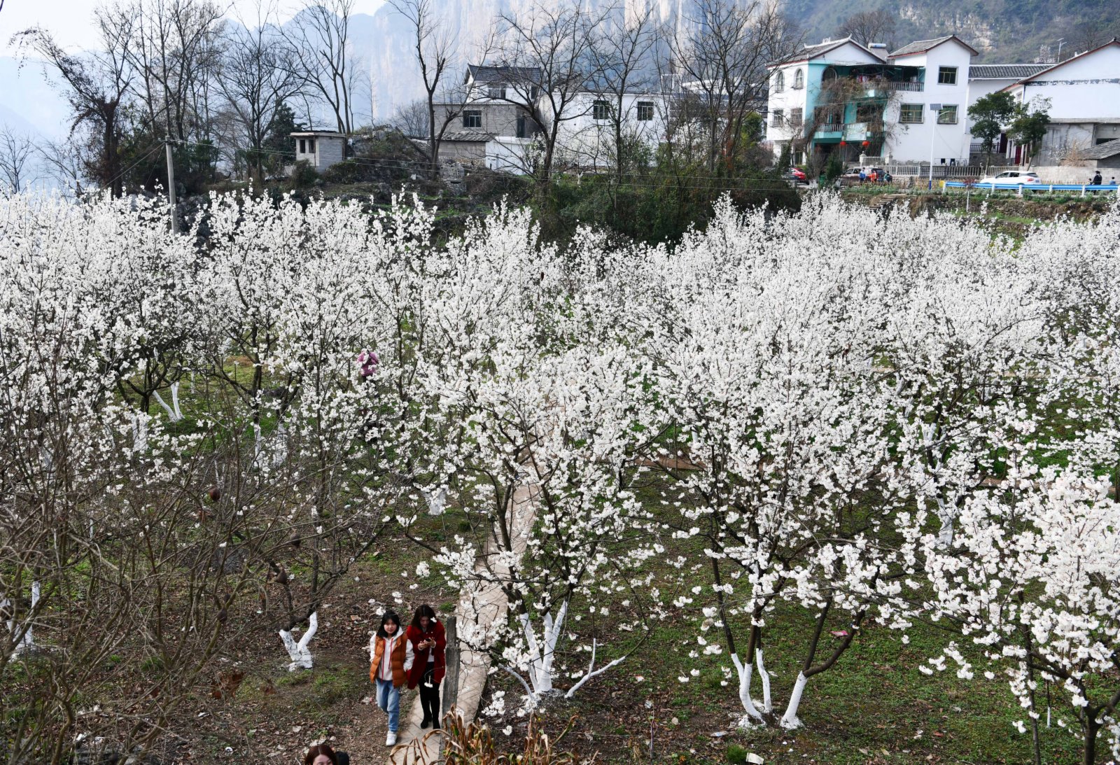 早春時節，地處烏蒙山腹地、烏江畔的貴州畢節市黔西縣新仁苗族鄉化屋村種植的櫻桃花次第開放，古朴的苗寨、壯美的烏江源百里畫廊吸引着眾多遊客和附近村民前來踏春觀光。化屋村過去叫「化屋基」，意為「懸崖下的村寨」。這裏山勢雄奇，水域寬廣，風景如畫。（新華社）