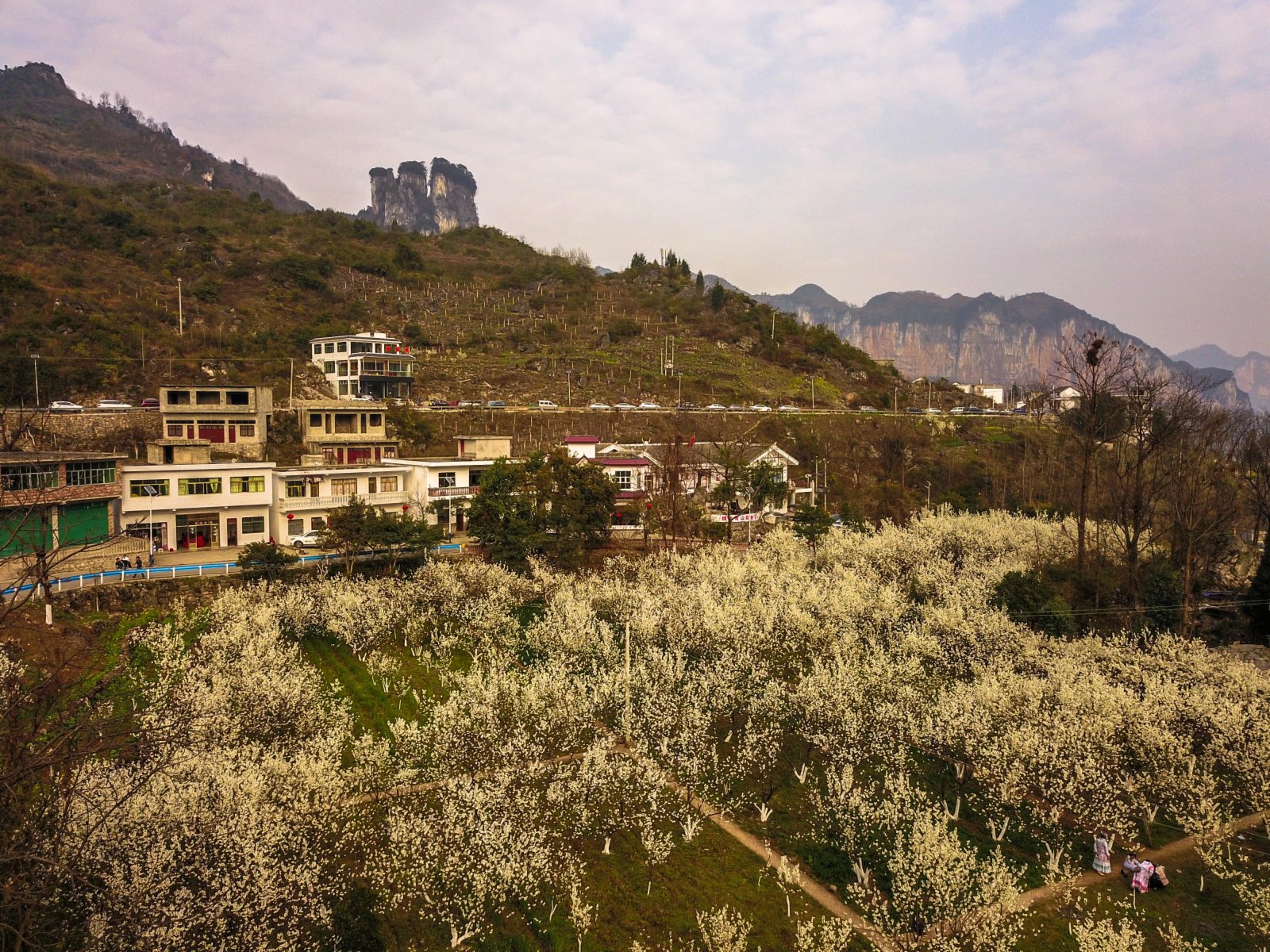 早春時節，地處烏蒙山腹地、烏江畔的貴州畢節市黔西縣新仁苗族鄉化屋村種植的櫻桃花次第開放，古朴的苗寨、壯美的烏江源百里畫廊吸引着眾多遊客和附近村民前來踏春觀光。化屋村過去叫「化屋基」，意為「懸崖下的村寨」。這裏山勢雄奇，水域寬廣，風景如畫。（新華社）