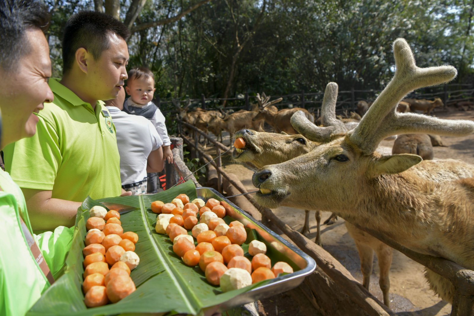 2月25日，在位於海口的海南熱帶野生動植物園，工作人員為麋鹿喂「湯圓」。