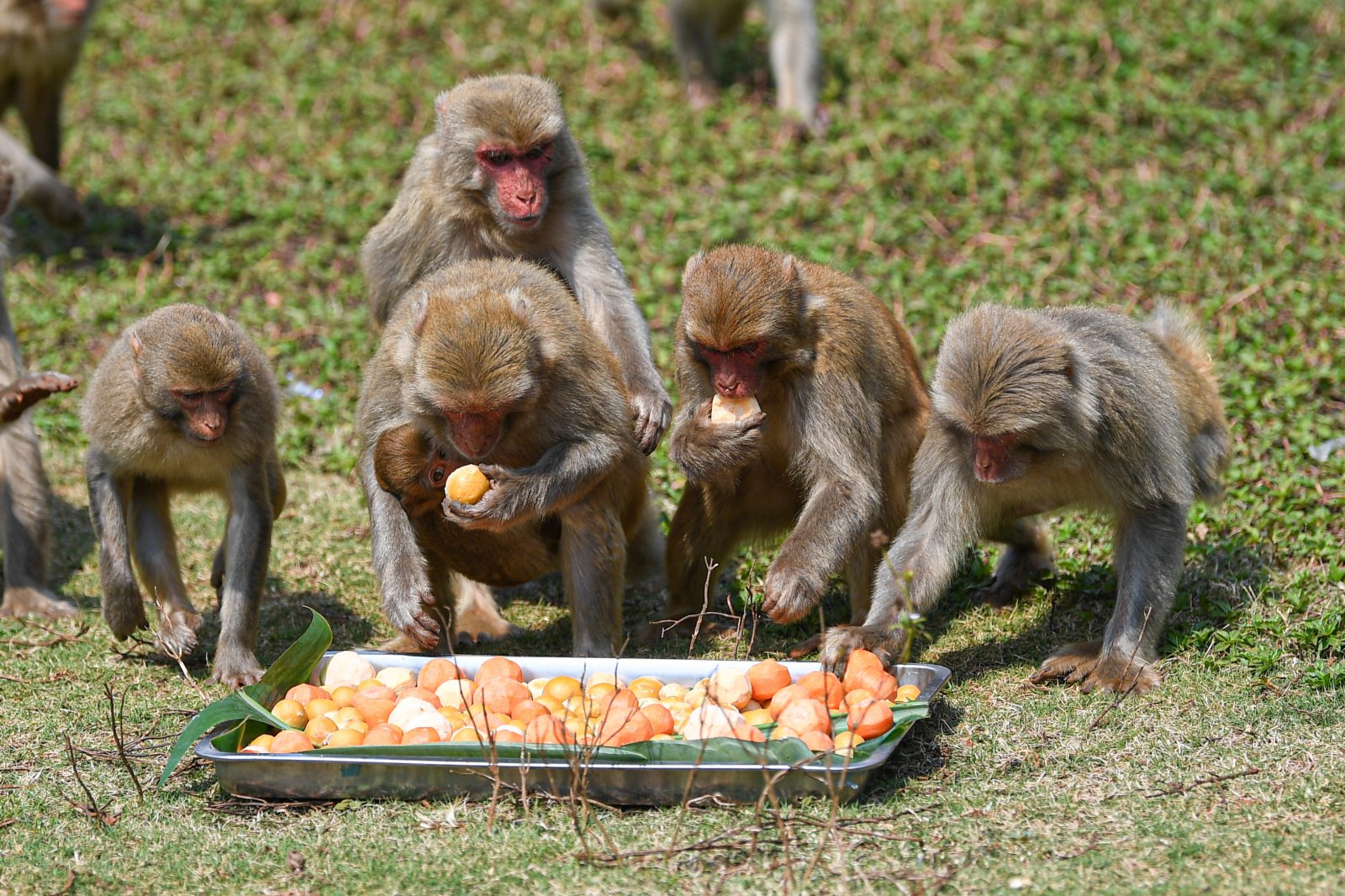 2月25日，獼猴在位於海口的海南熱帶野生動植物園取食「湯圓」。